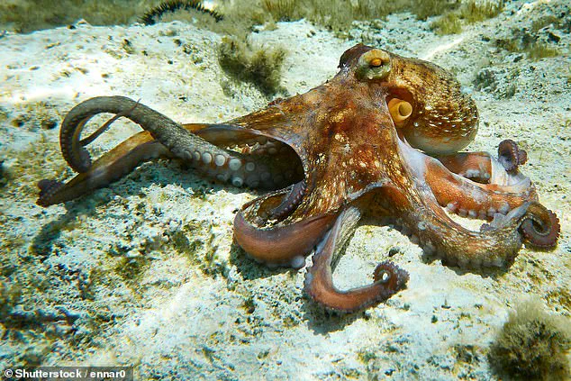 Disney's Pirate-Themed Restaurant Sparks Outrage Over Exclusive $18 'Kraken's Catch' Dish