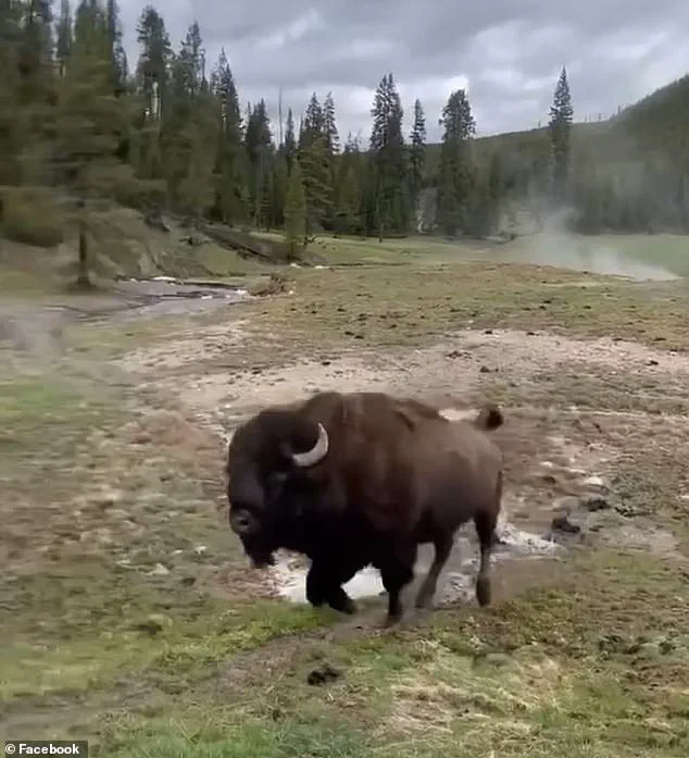 Yellowstone Bison's 'Dancing' Act Misleads: Expert Warns of Agitation and Potential Charge