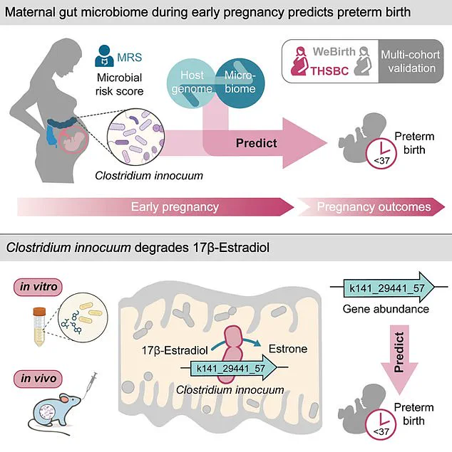 Breakthrough Study Links Gut Bacterium Clostridium innocuum to Preterm Birth Risk in 5,000 Expectant Mothers, Findings from Huazhong University of Science and Technology