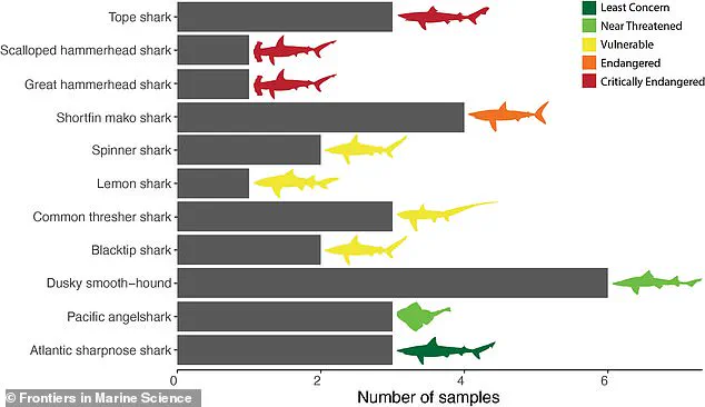 New Study Finds Widespread Mislabeling of Shark Meat in U.S. Grocery Stores, Endangering Species and Public Health