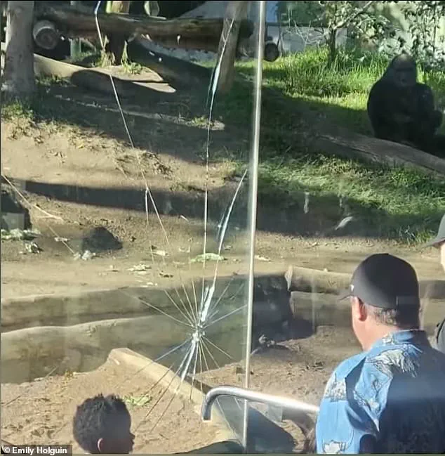 San Diego Zoo Gorilla Shatters Barrier in Dramatic Incident