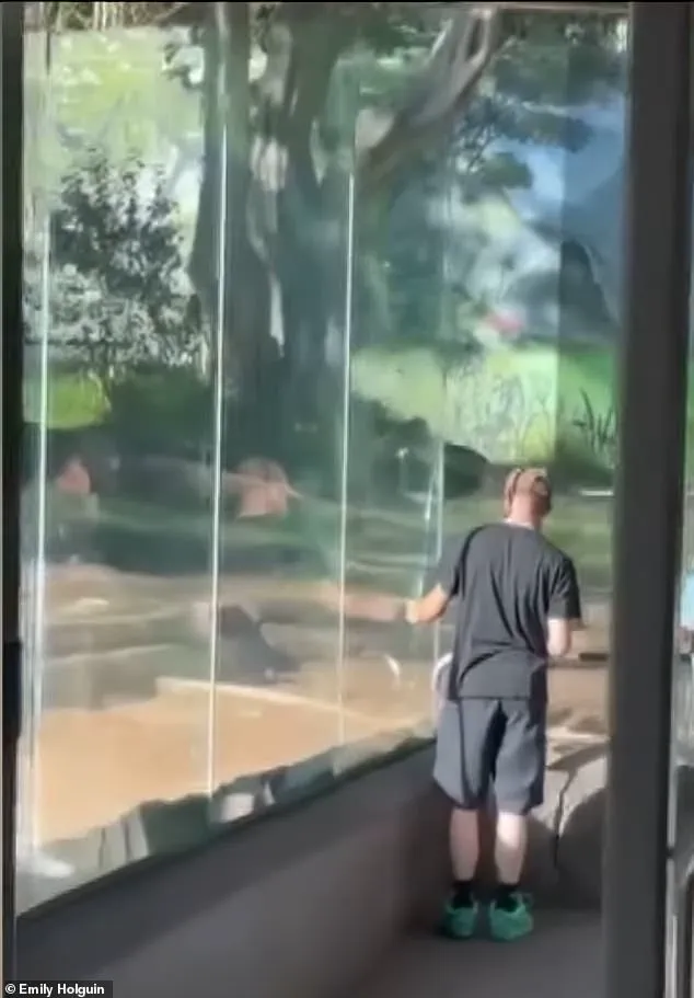 San Diego Zoo Gorilla Shatters Barrier in Dramatic Incident