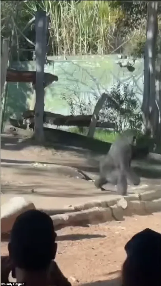 San Diego Zoo Gorilla Shatters Barrier in Dramatic Incident