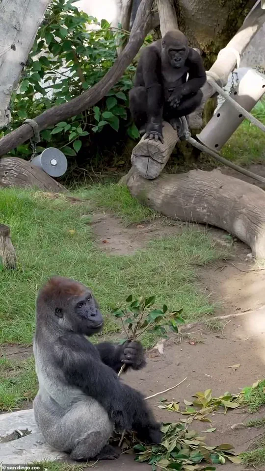 San Diego Zoo Gorilla Shatters Barrier in Dramatic Incident