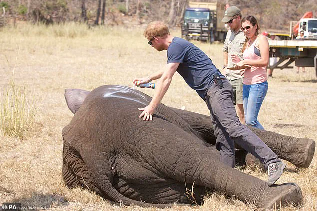'Whiff of Neocolonialism': Chad's Environment Ministry Ends 15-Year Partnership with Prince Harry's African Parks Charity