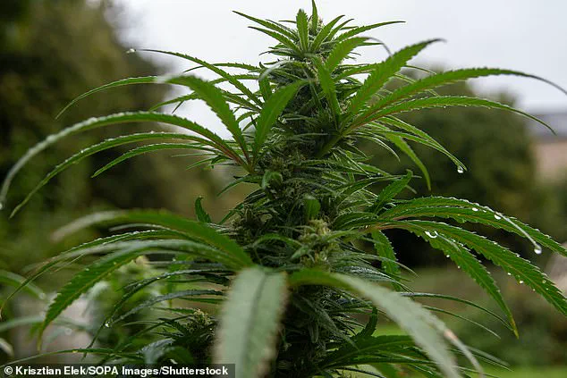 Cannabis-Based Drug Shows Promise in Treating Cachexia: 'A New Hope for Cancer Patients' – Artelo Biosciences CEO