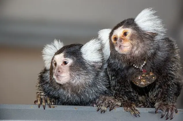 Trump's Sweeping Ban on Primate Research Sparks Debate Over Ethics and Medical Advancements