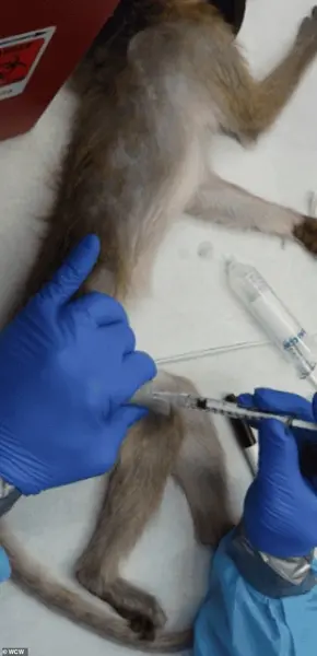 Trump's Sweeping Ban on Primate Research Sparks Debate Over Ethics and Medical Advancements