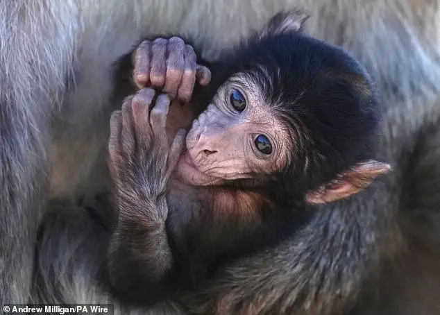 Trump's Sweeping Ban on Primate Research Sparks Debate Over Ethics and Medical Advancements