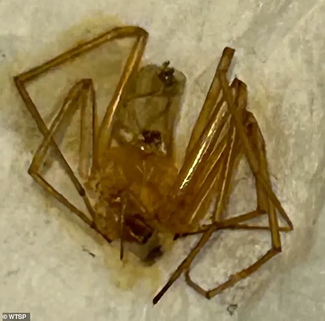 Florida Woman Sues Apartment Complex for Alleged Negligence in Spider Infestation, Resulting in Severe Health Consequences