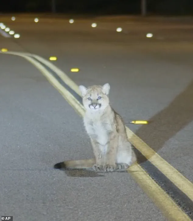 Los Angeles Mountain Lion Incident Sparks Discussion on Wildlife Safety and Human-Wildlife Conflict