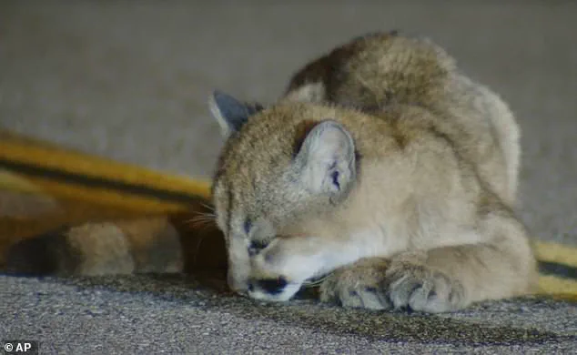 Los Angeles Mountain Lion Incident Sparks Discussion on Wildlife Safety and Human-Wildlife Conflict