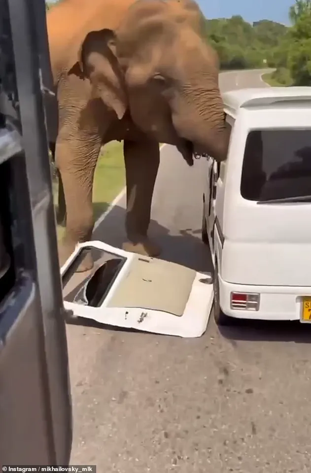 Life-or-Death Elephant Struggle Shakes Sri Lanka Tourists, Vehicle in Ruins