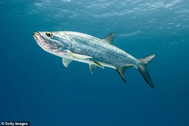 Breaking: Tarpon Fish Dies After Burglary at Florida Keys Aquarium; Two Charged
