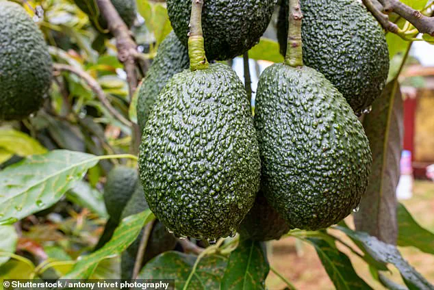 Avocado's Journey: From Exotic Novelty to Global Superfood