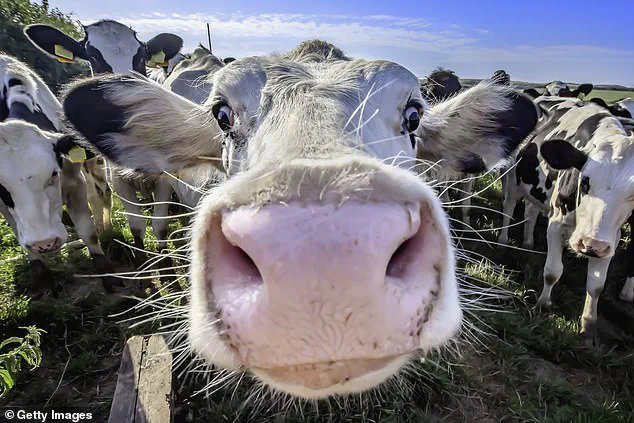 Dog Walker Rescued After Hour-Long Tree Climb as Aggressive Cow Sparks Dramatic Firefighter Intervention