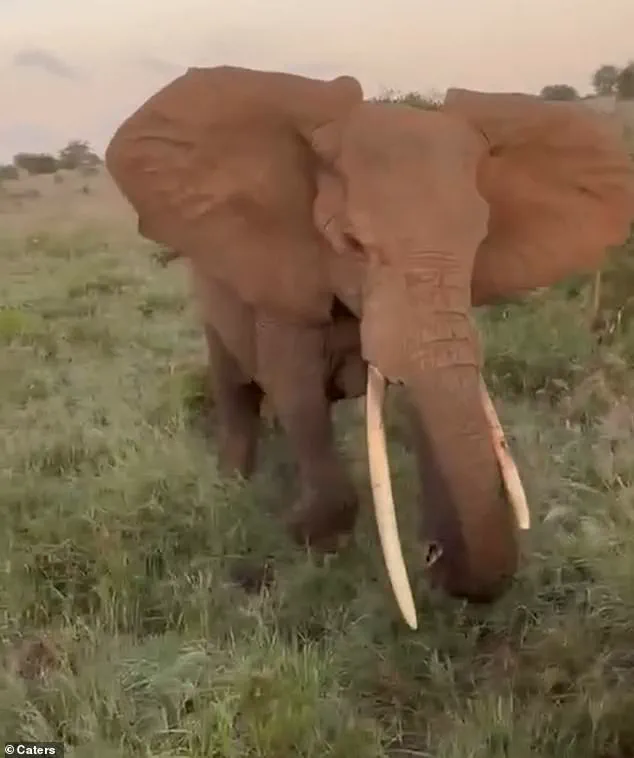 From Calm to Chaos: Elephant's Sudden Charge Panics British Tourists on Tanzanian Safari