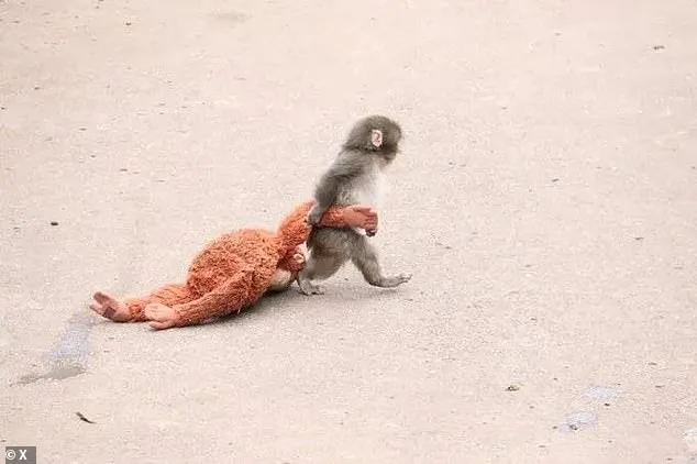 Stuffed Toy Becomes Surrogate Mother for Rejected Macaque at Ichikawa Zoo