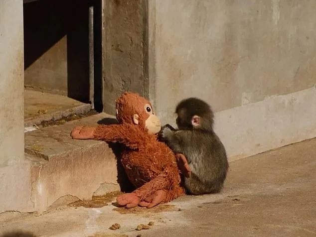 Stuffed Toy Becomes Surrogate Mother for Rejected Macaque at Ichikawa Zoo