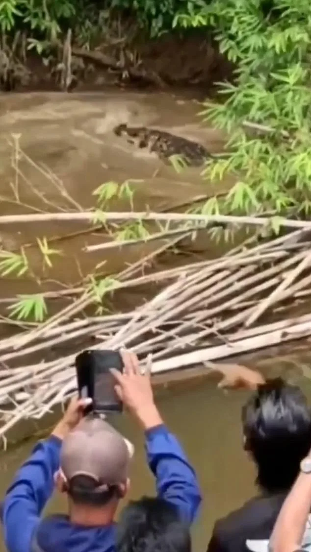Crocodile Attack in Aceh River Kills 35-Year-Old Housewife Collecting Clams