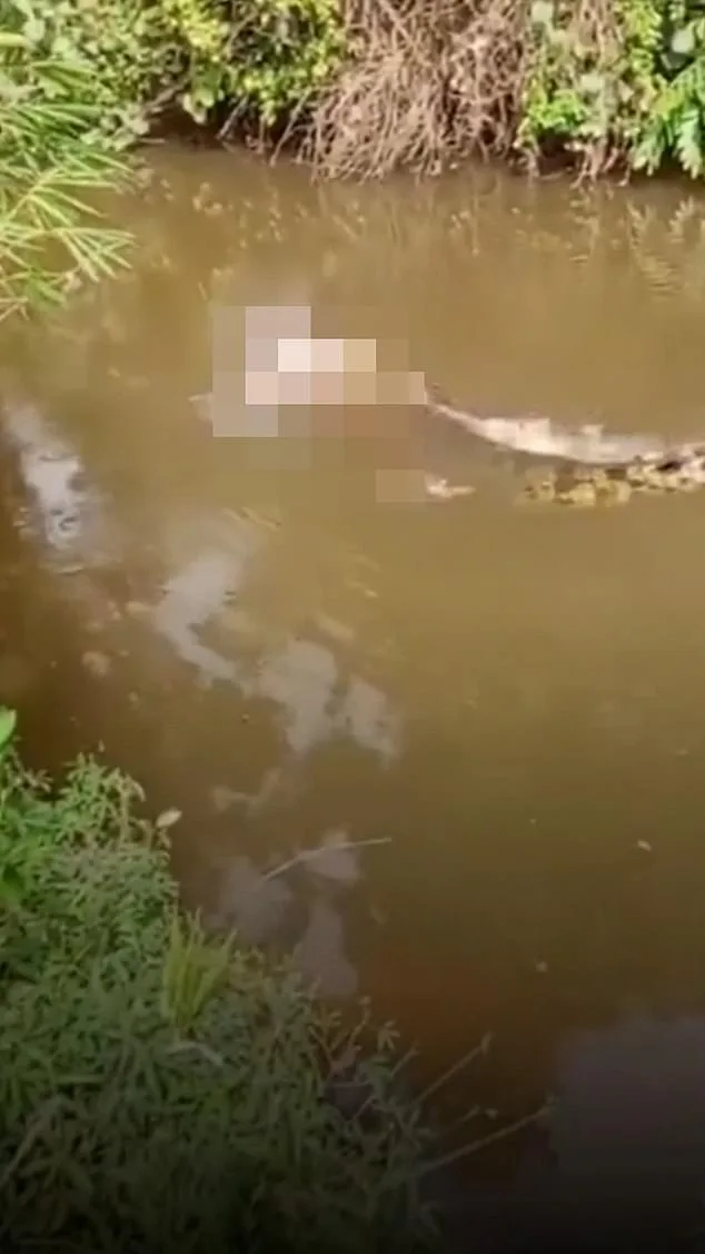 Crocodile Attack in Aceh River Kills 35-Year-Old Housewife Collecting Clams