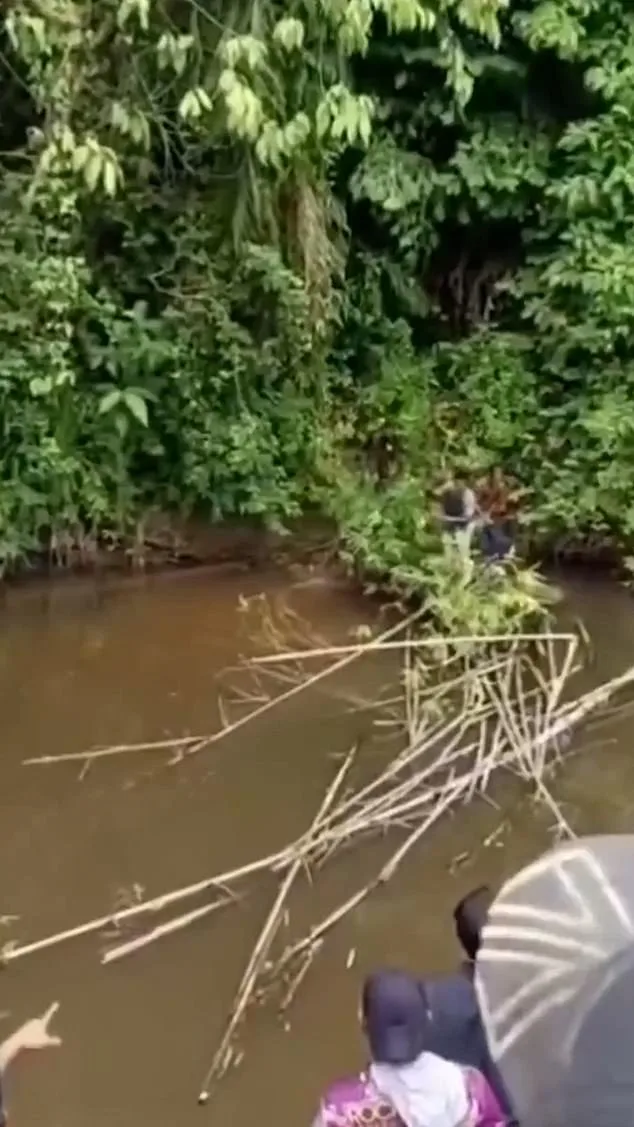 Crocodile Attack in Aceh River Kills 35-Year-Old Housewife Collecting Clams