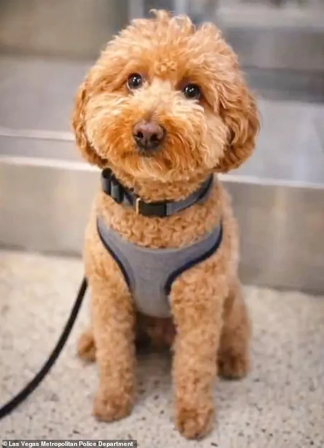 Woman Arrested for Abandoning Puppy at Nevada Airport