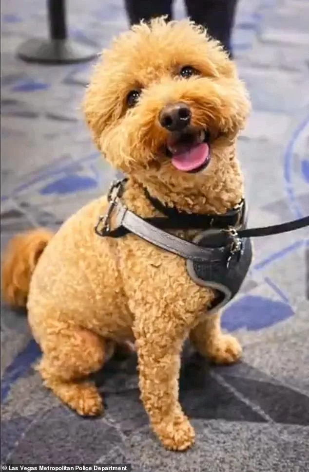 Woman Arrested for Abandoning Puppy at Nevada Airport