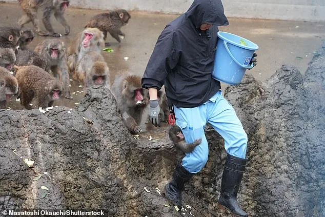 Punch the Orphaned Macaque Finds Social Acceptance After Viral Plush Toy Fame