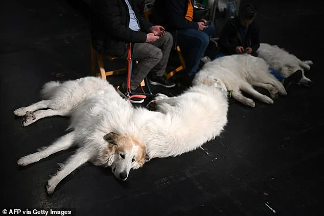 Crufts Dog Show Kicks Off in Birmingham with 18,600 Competitors from 60 Countries