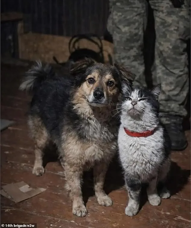 Ukrainian Fighters Rescue Stranded Animals with Drone Amid Kharkiv War