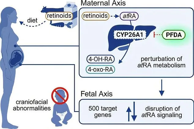 Study Links Forever Chemical in Household Items to Facial Deformities in Unborn Babies