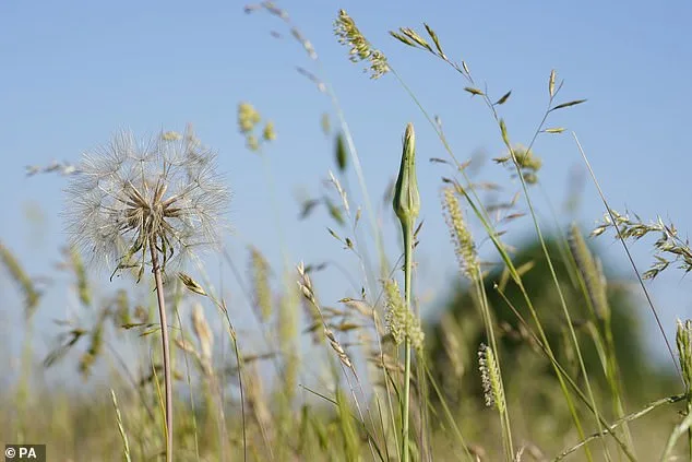 Pollen Bomb Sparks Fears of Medication Overuse Among UK Allergy Sufferers