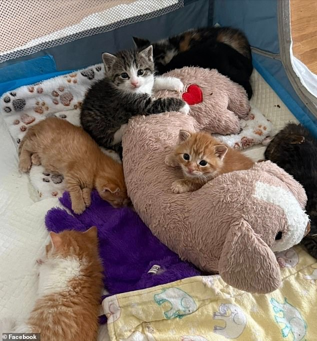 Seven kittens rescued from Lowe's after feral moms chose high shelf